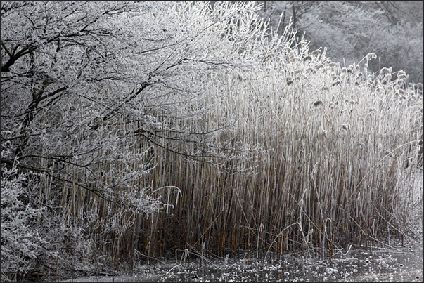 The combination of cold and moisture creates, on the branches more exposed to the wind, beautiful games of ice