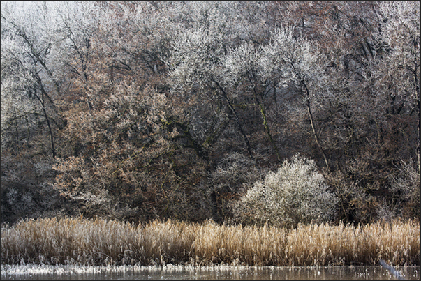 The ice on the tree branches and leaves, which are less exposed to the effect of frost, they create beautiful color palettes