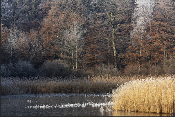 With the increase of temperature, the forest resumes color