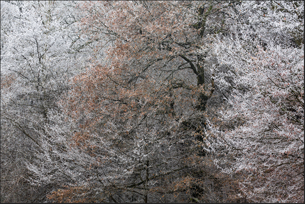 The spots of color of the leaves, break the white wall of the iced forest The spots of color of the leaves, break the white wall of the iced forest