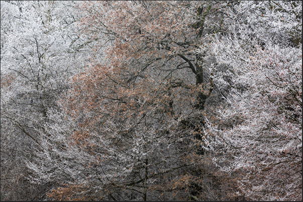 The spots of color of the leaves, break the white wall of the iced forest