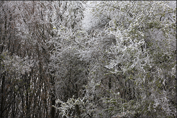 The combination of cold and moisture creates, on the branches more exposed to the wind, beautiful games of ice