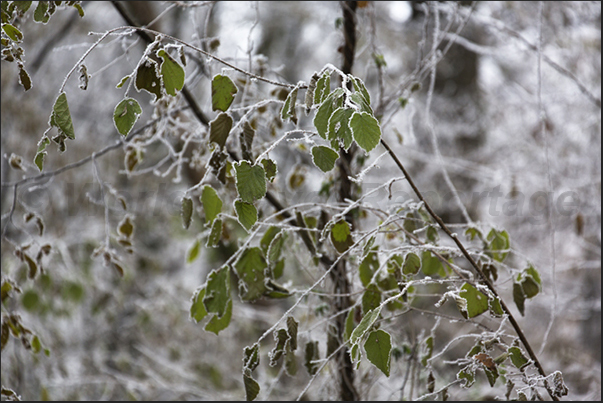 Only a few leaves resist to the ice Only a few leaves resist to the ice