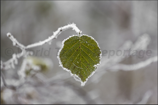 A necklace of ice, surrounding a small leaf that has withstood the onslaught of the ice A necklace of ice, surrounding a small leaf that has withstood the onslaught of the ice