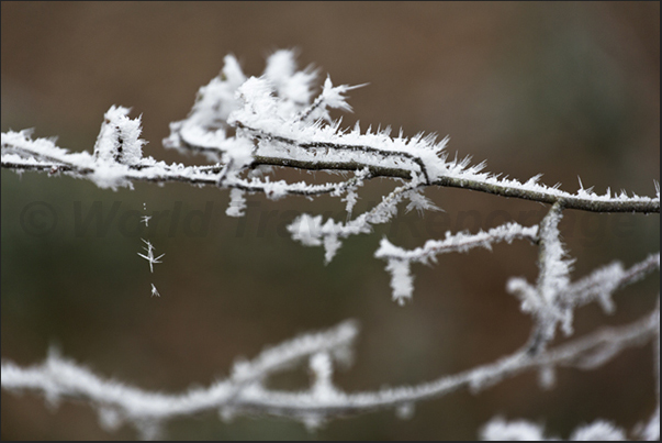 Even the thread of a spider\\\'s web has suffered the attack of the ice, creating a little star suspended in the air