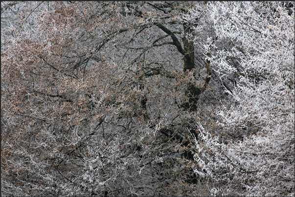 Lights and shadows in the iced forest