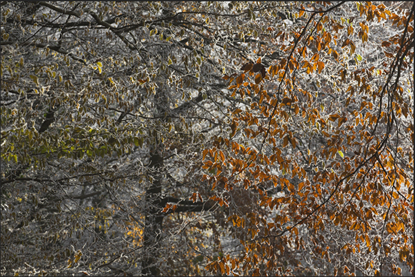 When the sun appears, the frost disappears giving way to the colors of the forest When the sun appears, the frost disappears giving way to the colors of the forest