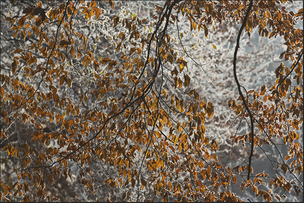 When the sun appears, the frost disappears giving way to the colors of the forest When the sun appears, the frost disappears giving way to the colors of the forest