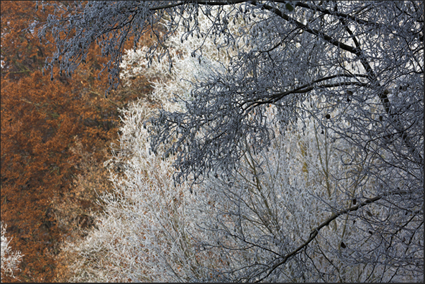 Lights and shadows in the iced forest