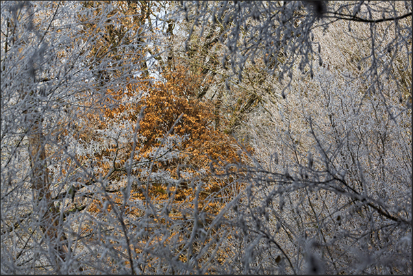 The frost remains in the shadows while the forest, exposed to the rays of the sun, takes color