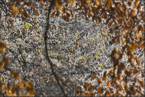 Another few minutes and the frost leaves the forest defeated by the first rays of the sun