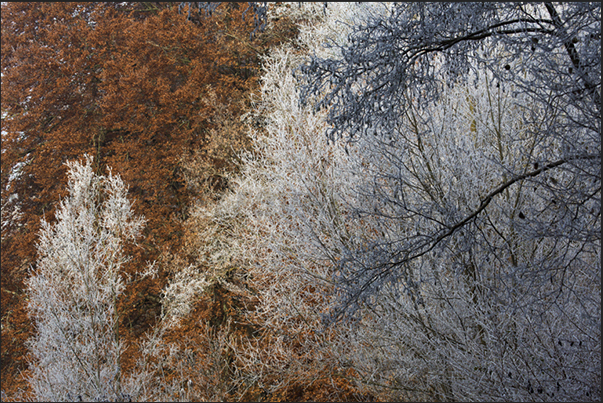 The frost remains in the shadows while the forest, exposed to the rays of the sun, takes color