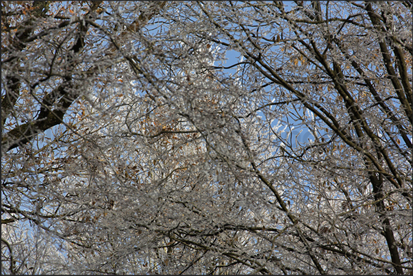 Another few minutes and the frost leaves the forest defeated by the first rays of the sun