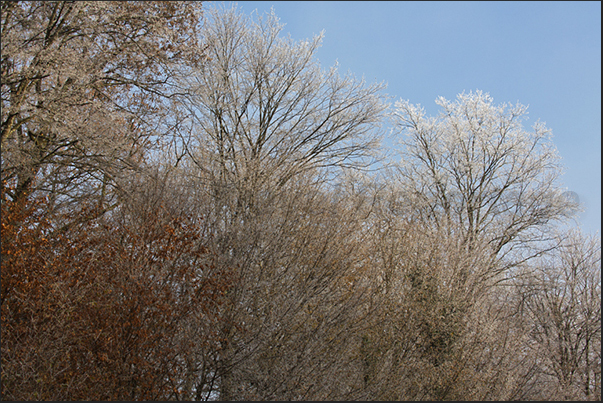 Another few minutes and the frost leaves the forest defeated by the first rays of the sun