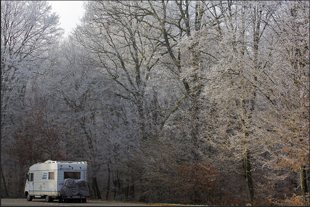 A show, that of the iced forest, that attracts tourists in transit between the hills near Colmar A show, that of the iced forest, that attracts tourists in transit between the hills near Colmar