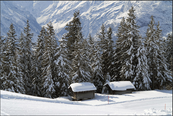 Alpine landscape along the slopes of Meiringen town Alpine landscape along the slopes of Meiringen town