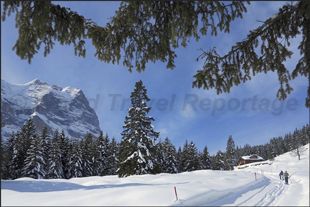 Walk in the Rosenlaui Valley with snowshoes. On the left, Mount Wetterhorn (3692 m) Walk in the Rosenlaui Valley with snowshoes. On the left, Mount Wetterhorn (3692 m)
