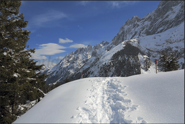 With snowshoes along the Rosenlaui Valley. One of the sports most practiced in the winter in the valleys around Meiringen With snowshoes along the Rosenlaui Valley. One of the sports most practiced in the winter in the valleys around Meiringen