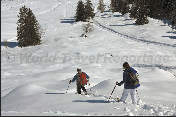 With snowshoes along the Rosenlaui Valley. One of the sports most practiced in the winter in the valleys around Meiringen With snowshoes along the Rosenlaui Valley. One of the sports most practiced in the winter in the valleys around Meiringen