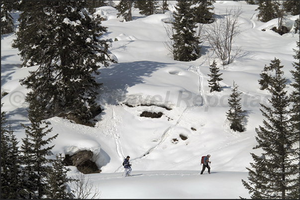 Walking with snowshoes in woods of Rosenlaui valley that colleague Meiringen to Grindelwald