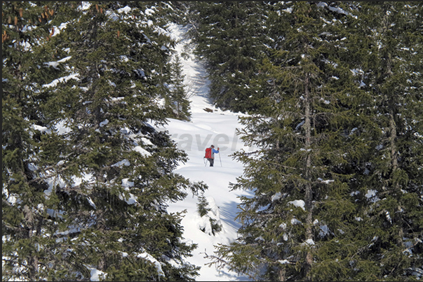 Walking with snowshoes in woods of Rosenlaui valley that colleague Meiringen to Grindelwald Walking with snowshoes in woods of Rosenlaui valley that colleague Meiringen to Grindelwald