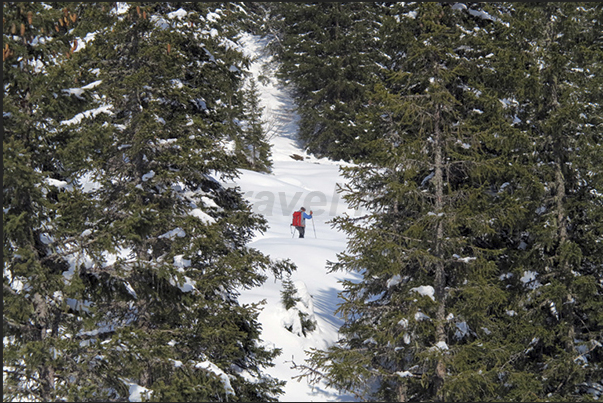 Walking with snowshoes in woods of Rosenlaui valley that colleague Meiringen to Grindelwald