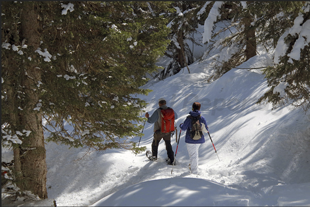 Walking with snowshoes in woods of Rosenlaui valley that colleague Meiringen to Grindelwald