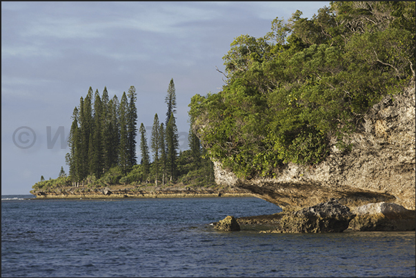 The rocks at the base eroded by the sea, the endemic pine and coral sand beaches are the features of the island’s coasts The rocks at the base eroded by the sea, the endemic pine and coral sand beaches are the features of the island’s coasts