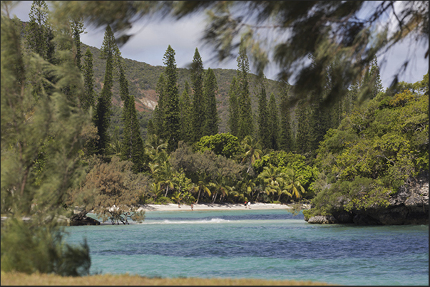 The rocks at the base eroded by the sea, the endemic pine and coral sand beaches are the features of the island’s coasts The rocks at the base eroded by the sea, the endemic pine and coral sand beaches are the features of the island’s coasts