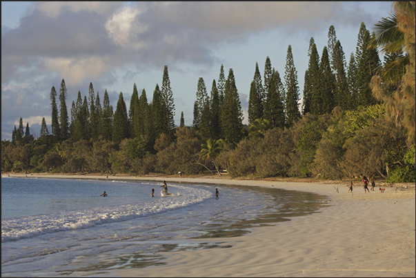 The beach of Kuto Bay with the endemic pine (Araucaria columnaris) The beach of Kuto Bay with the endemic pine (Araucaria columnaris)