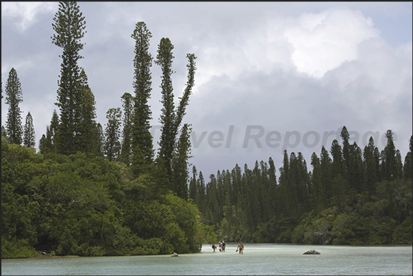Oro Bay. The waterway between the columnar pines that leads to thenatural pool Oro Bay. The waterway between the columnar pines that leads to thenatural pool