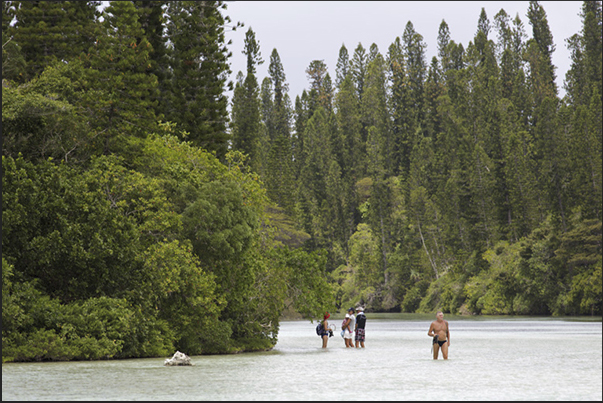 Oro Bay. The waterway between the columnar pines that leads to thenatural pool Oro Bay. The waterway between the columnar pines that leads to thenatural pool
