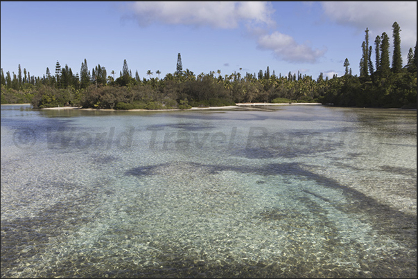 Oro Bay. Sea water filters through the coral reef reaching the pine forests Oro Bay. Sea water filters through the coral reef reaching the pine forests
