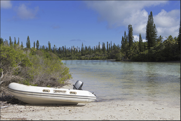 Oro Bay. Sea water filters through the coral reef reaching the pine forests Oro Bay. Sea water filters through the coral reef reaching the pine forests