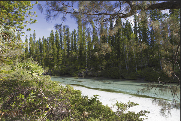 Oro Bay. The endemics of the island pines, are reflected in the sea water channels which penetrate into the forest