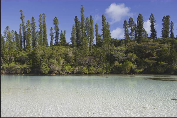 Oro Bay. The endemics of the island pines, are reflected in the sea water channels which penetrate into the forest Oro Bay. The endemics of the island pines, are reflected in the sea water channels which penetrate into the forest