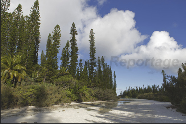 During low tide, the white sand contrasts with the green of the pines and the blue of the sky creating beautiful play of colors During low tide, the white sand contrasts with the green of the pines and the blue of the sky creating beautiful play of colors