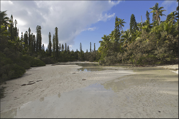 During low tide, the white sand contrasts with the green of the pines and the blue of the sky creating beautiful play of colors During low tide, the white sand contrasts with the green of the pines and the blue of the sky creating beautiful play of colors