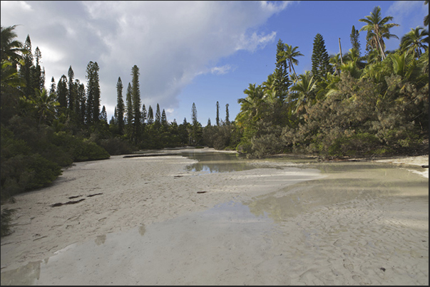 During low tide, the white sand contrasts with the green of the pines and the blue of the sky creating beautiful play of colors