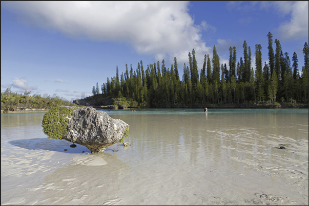 Oro Bay. The pine forest juts out into the Pacific Ocean mirrored in the calm waters of the natural pool Oro Bay. The pine forest juts out into the Pacific Ocean mirrored in the calm waters of the natural pool