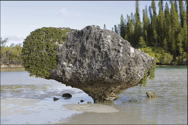 Oro Bay. The nature plays with the elements as in the case of this rock eroded by water and sand move from the tide Oro Bay. The nature plays with the elements as in the case of this rock eroded by water and sand move from the tide