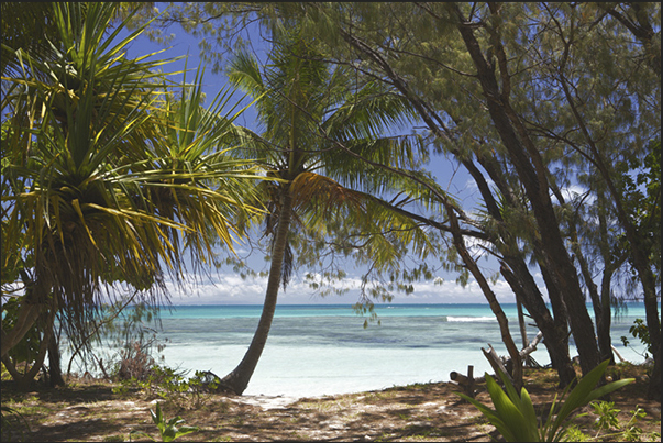 The beach of Nokanhui Island, a small uninhabited island in the lagoon in front of the Isle of Pines The beach of Nokanhui Island, a small uninhabited island in the lagoon in front of the Isle of Pines