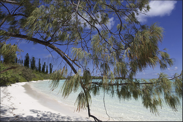The beach of Nokanhui Island, a small uninhabited island in the lagoon in front of the Isle of Pines The beach of Nokanhui Island, a small uninhabited island in the lagoon in front of the Isle of Pines