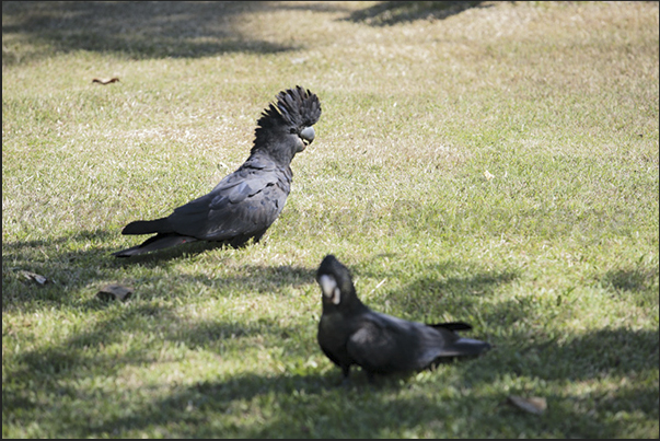 Parrots dark (cacatoo), numerous in the city parks