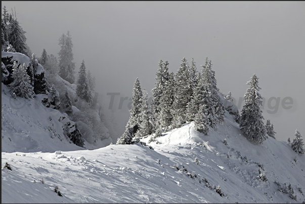 Forest in the fog (Mount Lauberhorn) Forest in the fog (Mount Lauberhorn)