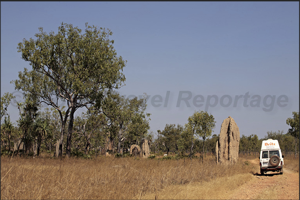 The area of the giant termite mounds The area of the giant termite mounds