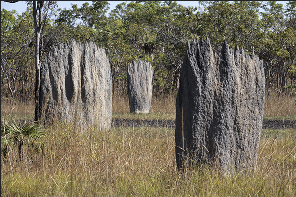 Magnetic Termite Mounds. Have the particularity, unlike other, to be flat and aligned in the same direction