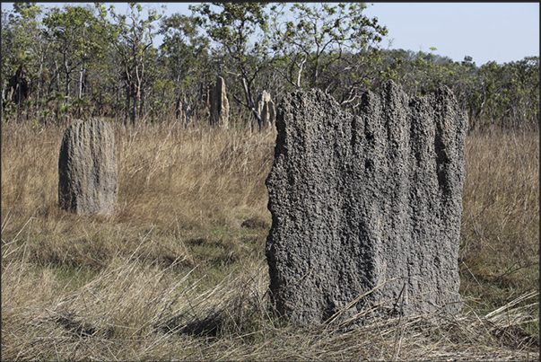 Magnetic Termite Mounds. Have the particularity, unlike other, to be flat and aligned in the same direction