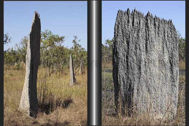 Magnetic Termite Mounds. Have the particularity, unlike other, to be flat and aligned in the same direction Magnetic Termite Mounds. Have the particularity, unlike other, to be flat and aligned in the same direction