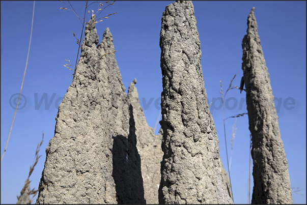 Magnetic Termite Mounds